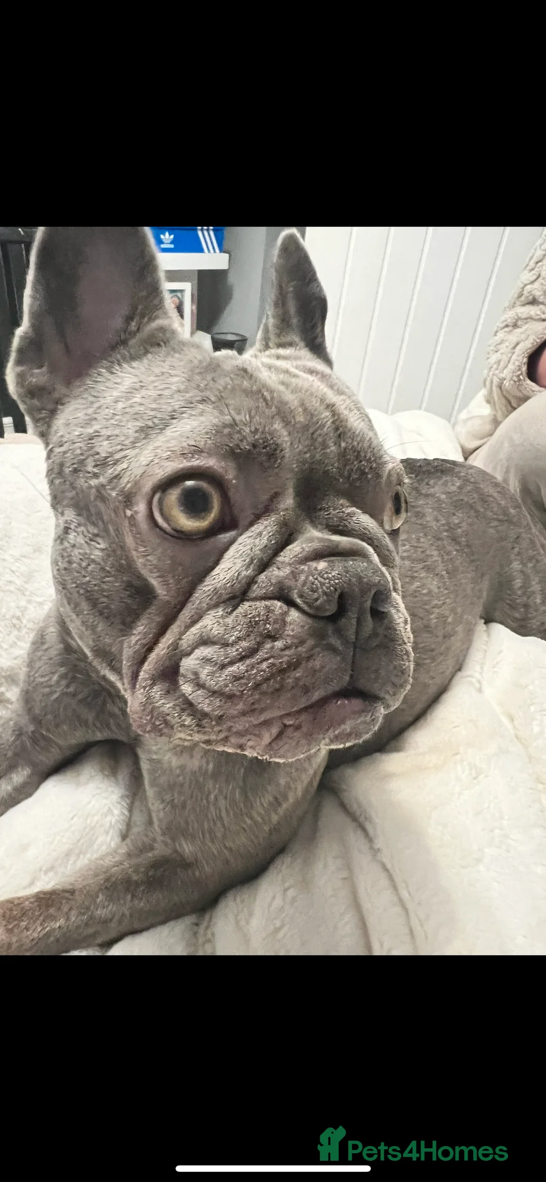 French Bulldog dogs for sale: French bulldog  - Advert 2