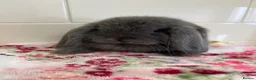 Mini Lop rabbits for sale: Beautiful mini lop ready for new homes  - Advert 11
