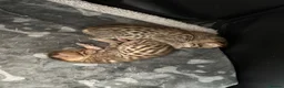 Savannah cats for sale: Savannah F4 girls - Advert 22