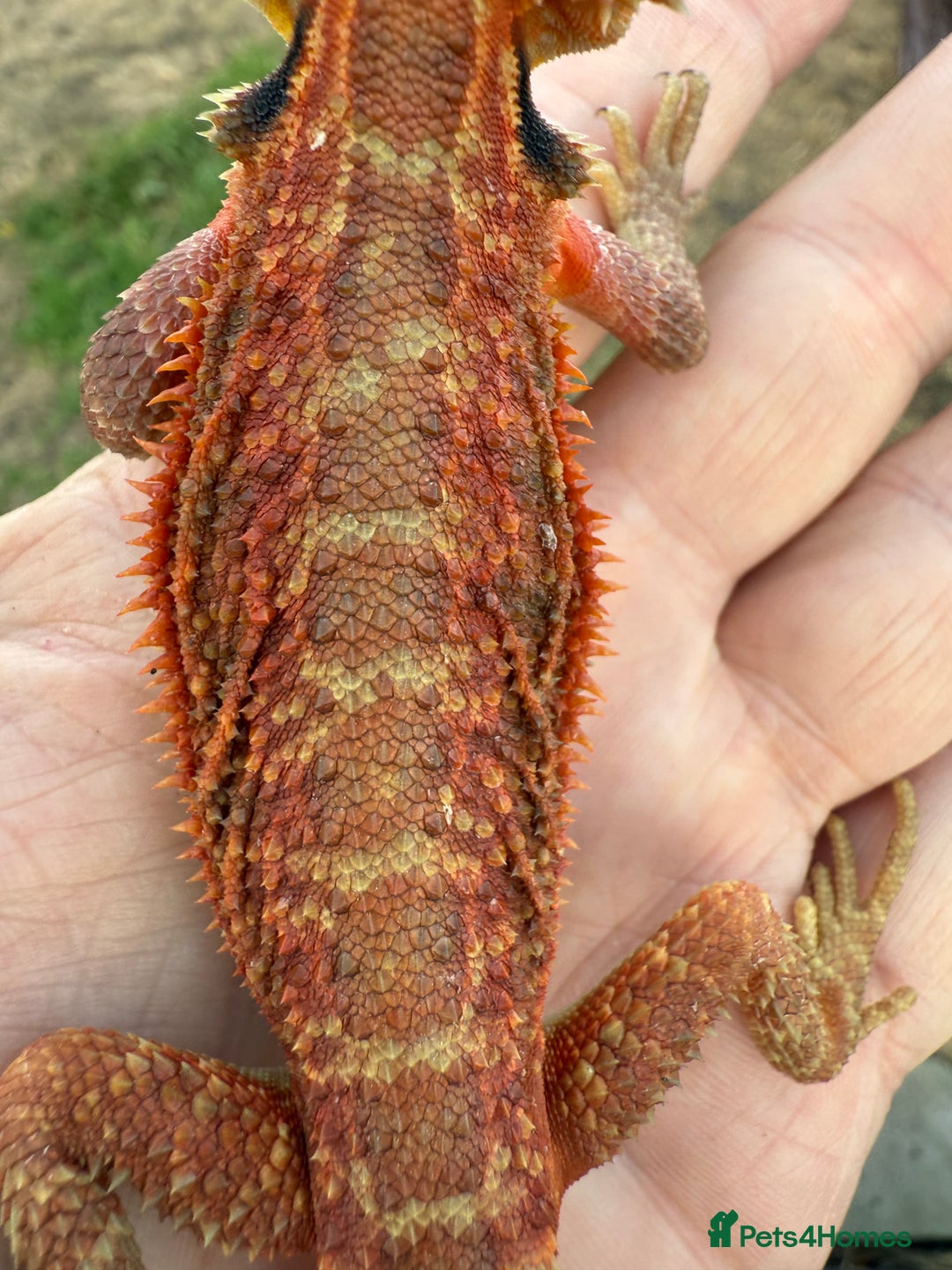 Bearded Dragon reptiles for sale: Bearded Dragon. Red Monster line Tiger Stripe - Image 2