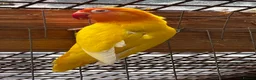 Lovebirds birds for sale: Beautiful baby and adult lovebird - Advert 5