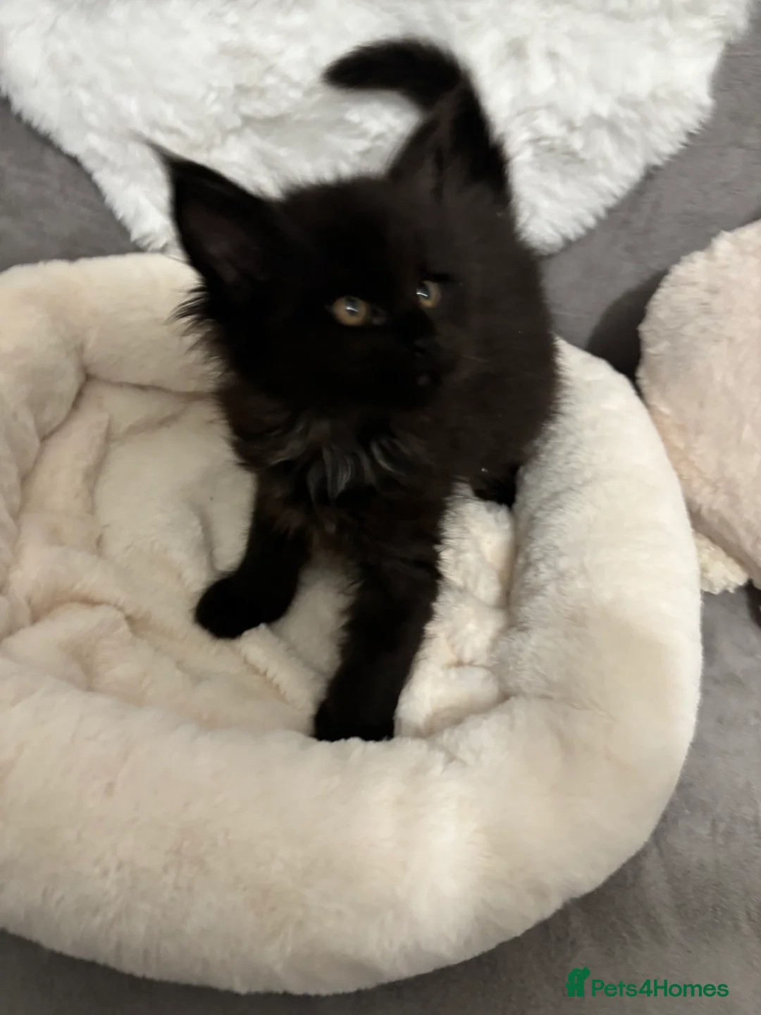 Maine Coon cats for sale: LAST ONE Perigee Maine Coon Kittens  - Advert 8