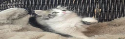 Persian cats for sale: Beautiful Persian babies available now  - Advert 16