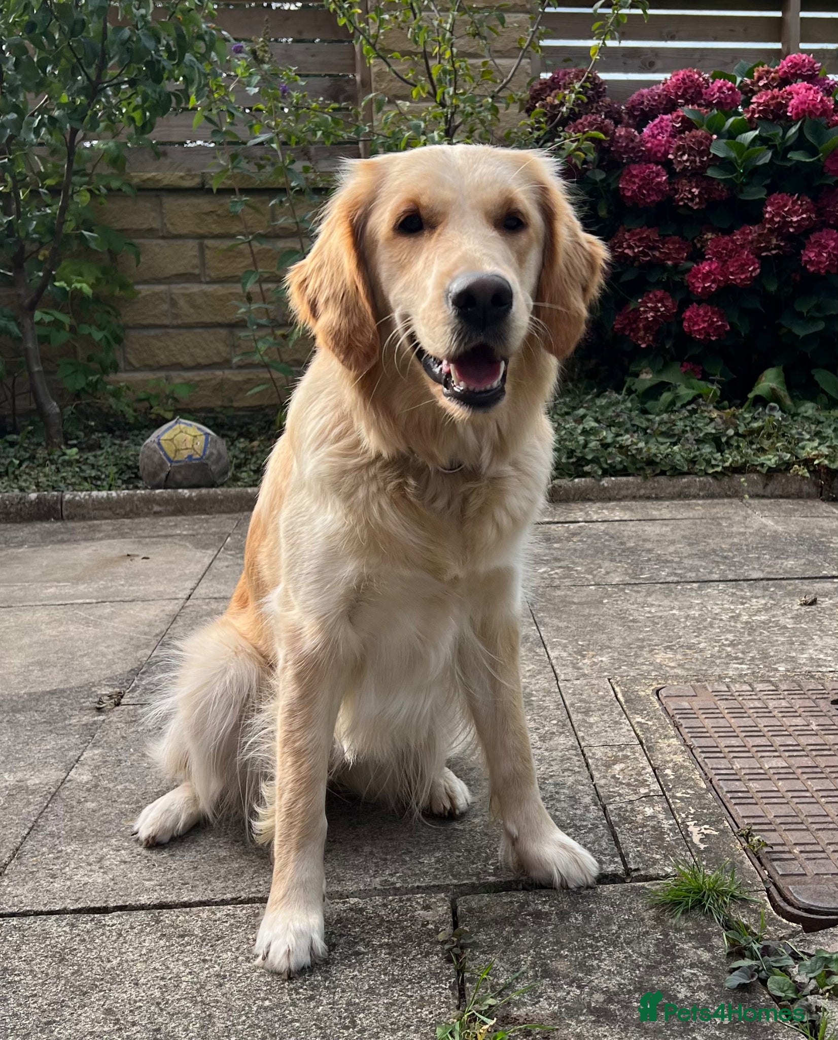 Golden Retriever dogs KC Reg Golden Retriever pups-ready mid August 2026 - Advert 10