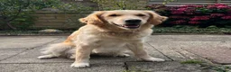 Golden Retriever dogs for sale: KC Reg Golden Retriever pups-ready mid August 2026 in Mirfield - Advert 1