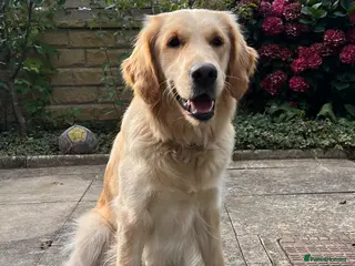 Golden Retriever dogs KC Reg Golden Retriever pups-ready mid August 2026 - Advert 2