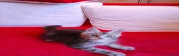 Maine Coon cats for sale: HCM/PKDef/SMA clear TICA polys/non poly silvers  - Advert 5