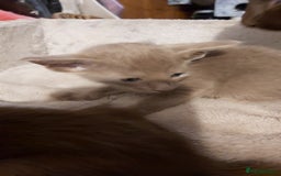 Oriental cats for sale: Full Pedigree Oriental 3 Kittens XL size ears GCCF - Image 30
