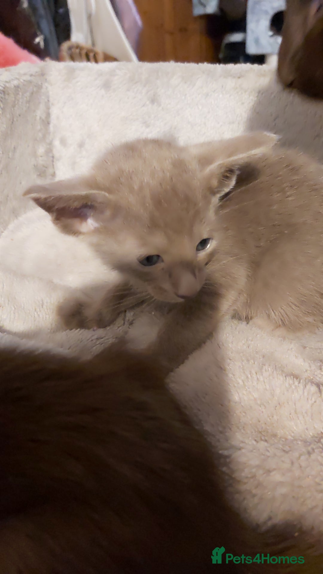 Oriental cats for sale: Full Pedigree Oriental 3 Kittens XL size ears GCCF - Image 30