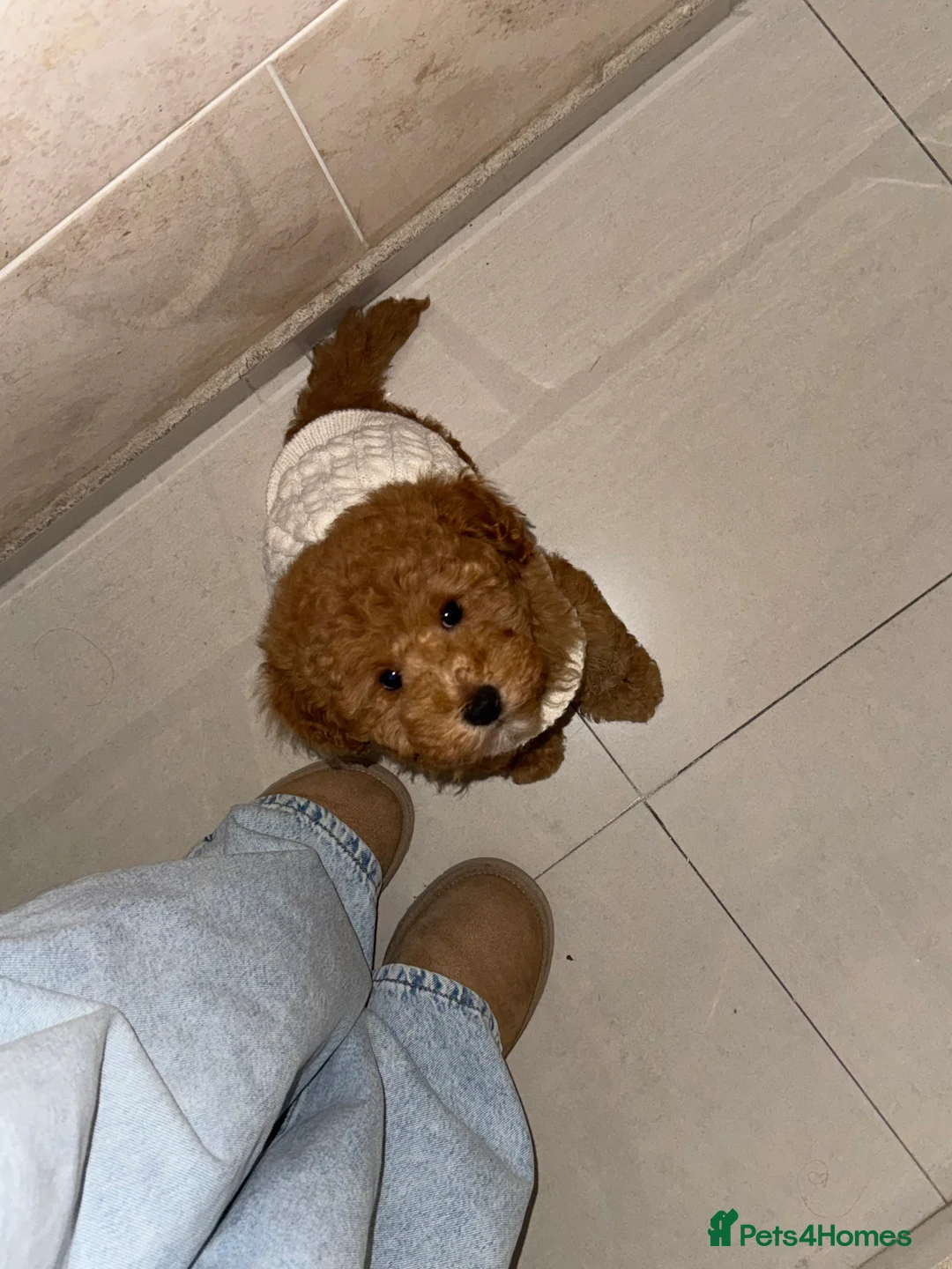 Toy Poodle dogs for sale: Teddy - Advert 3