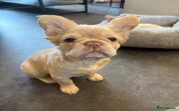 French Bulldog dogs for sale: 3 French bulldog puppies  - Image 10