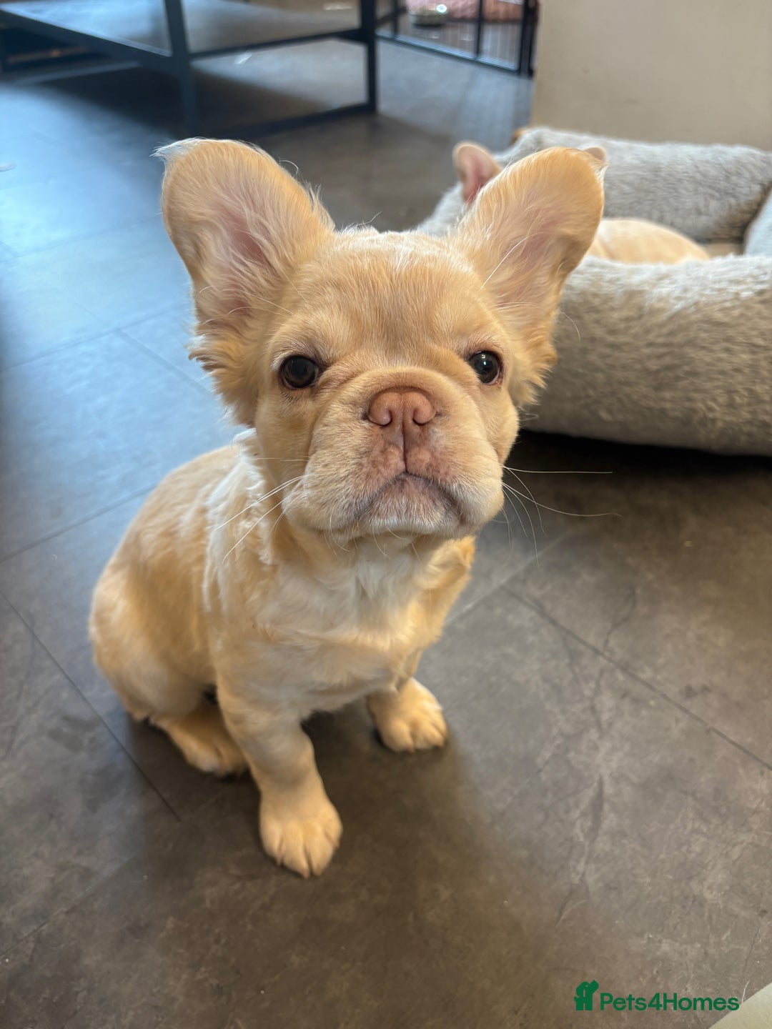 French Bulldog dogs for sale: 3 French bulldog puppies  - Image 10