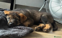 Mixed Breed dogs for sale: German Shepherd x Rottweiler puppies | READY TO GO - Image 4