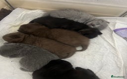 British Shorthair cats for sale: British short hair kittens - Image 14