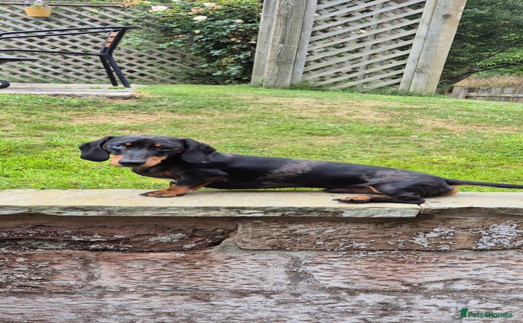 Miniature Dachshund dogs in Alnwick - Advert 3