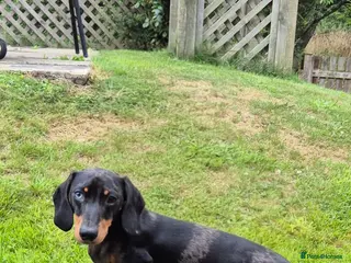 Miniature Dachshund dogs Spud the Stud in Alnwick - Advert 2