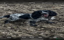 Cocker Spaniel dogs for sale: Stunning WCS pups - Image 7