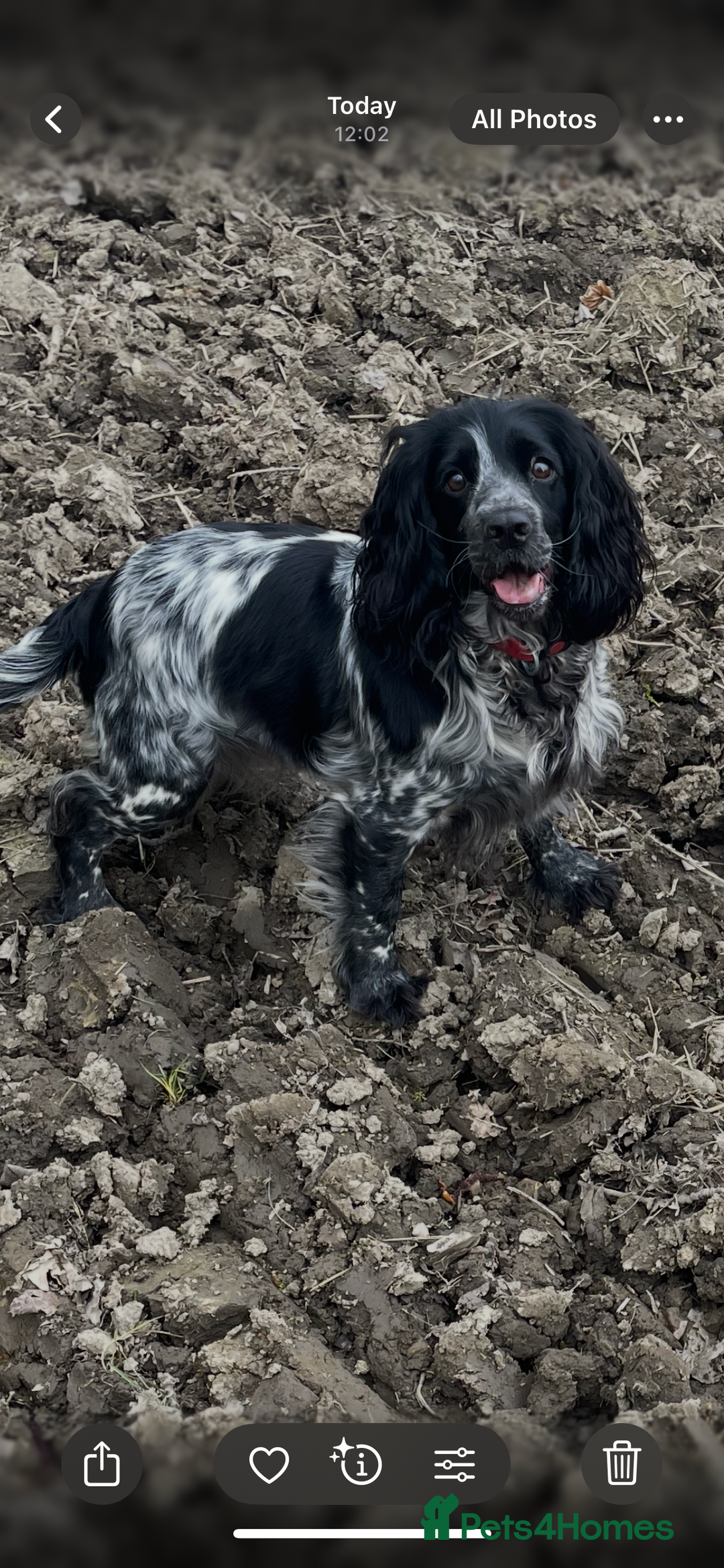 Cocker Spaniel dogs for sale: Stunning WCS pups - Image 7