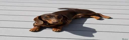 Miniature Dachshund dogs for stud: KC REG STUD, free ovulation test with fee  - Advert 3