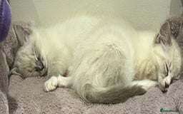 Ragdoll cats for sale: 😻 2 HANDSOME 11 WEEK OLD MALE RAGDOLL KITTENS 😻 - Image 2