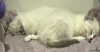 Ragdoll cats - Advert 4