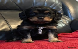 Cavalier King Charles Spaniel dogs for sale: Stunning ruby and black & tan puppies - Image 4