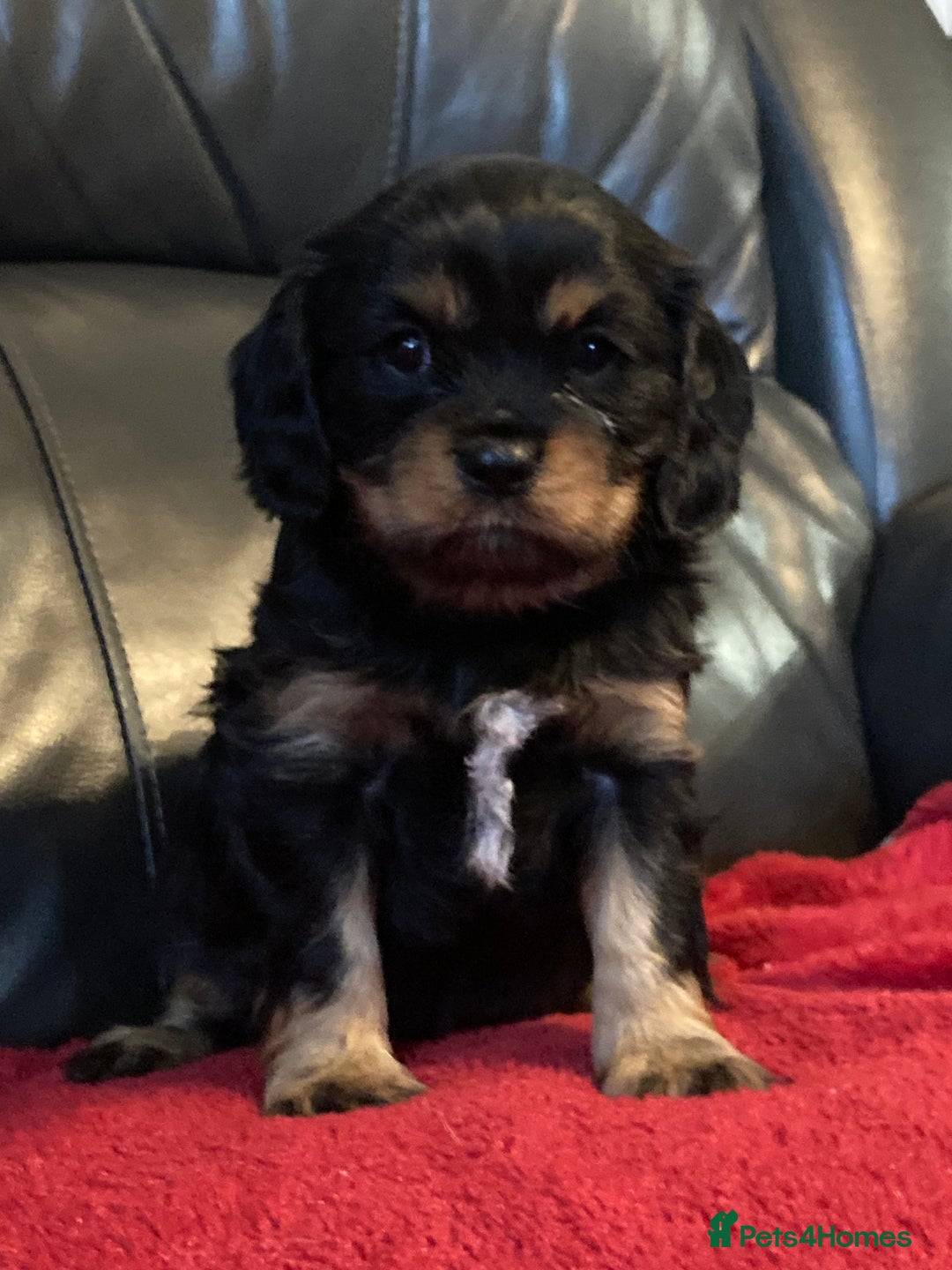 Cavalier King Charles Spaniel dogs for sale: Stunning ruby and black & tan puppies - Image 4