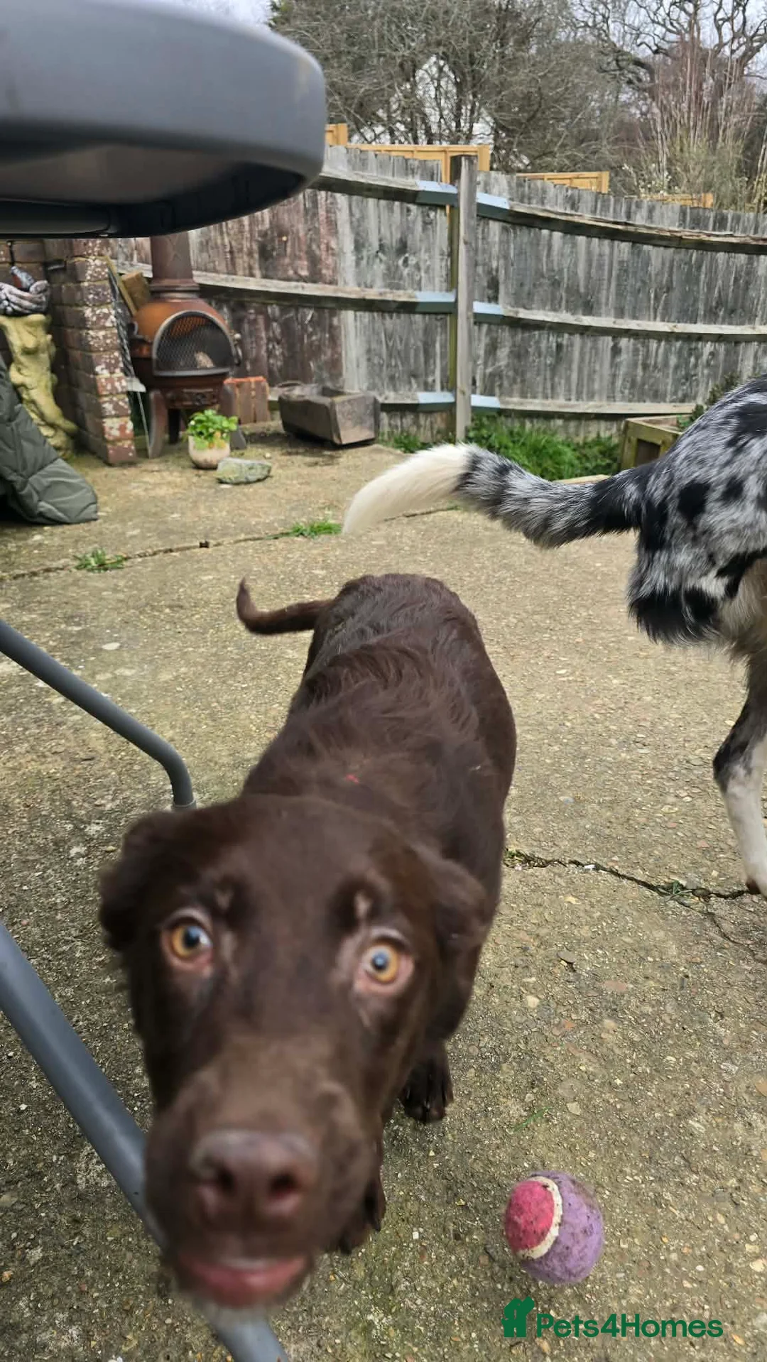 Mixed Breed dogs for adoption: Chocolate Chip for adoption in Hastings - Advert 2