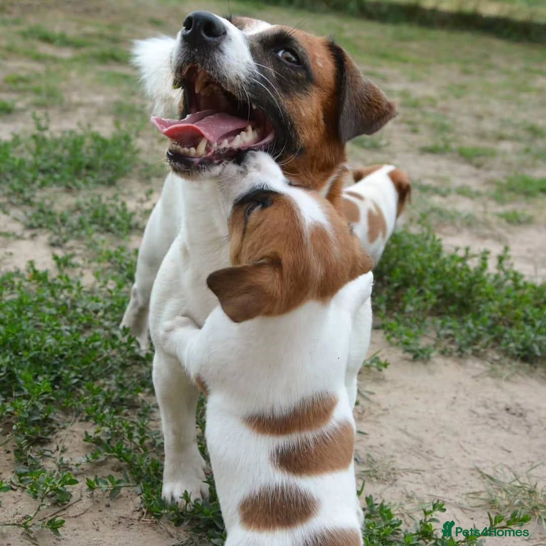 Jack Russell dogs for sale: Beautiful Jack Russell Terrier Puppies for Sale 🐶 - Image 6