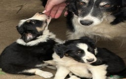 Border Collie dogs for sale: Working / Farm Collies - Image 3