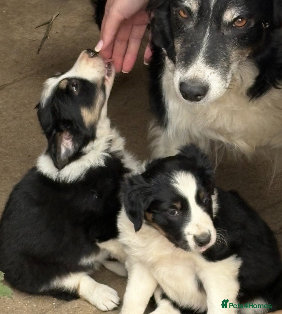 Border Collie dogs for sale: Working / Farm Collies - Image 3