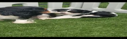 Cavalier King Charles Spaniel dogs for sale: KC Cavalier King Charlies boy! - Advert 2