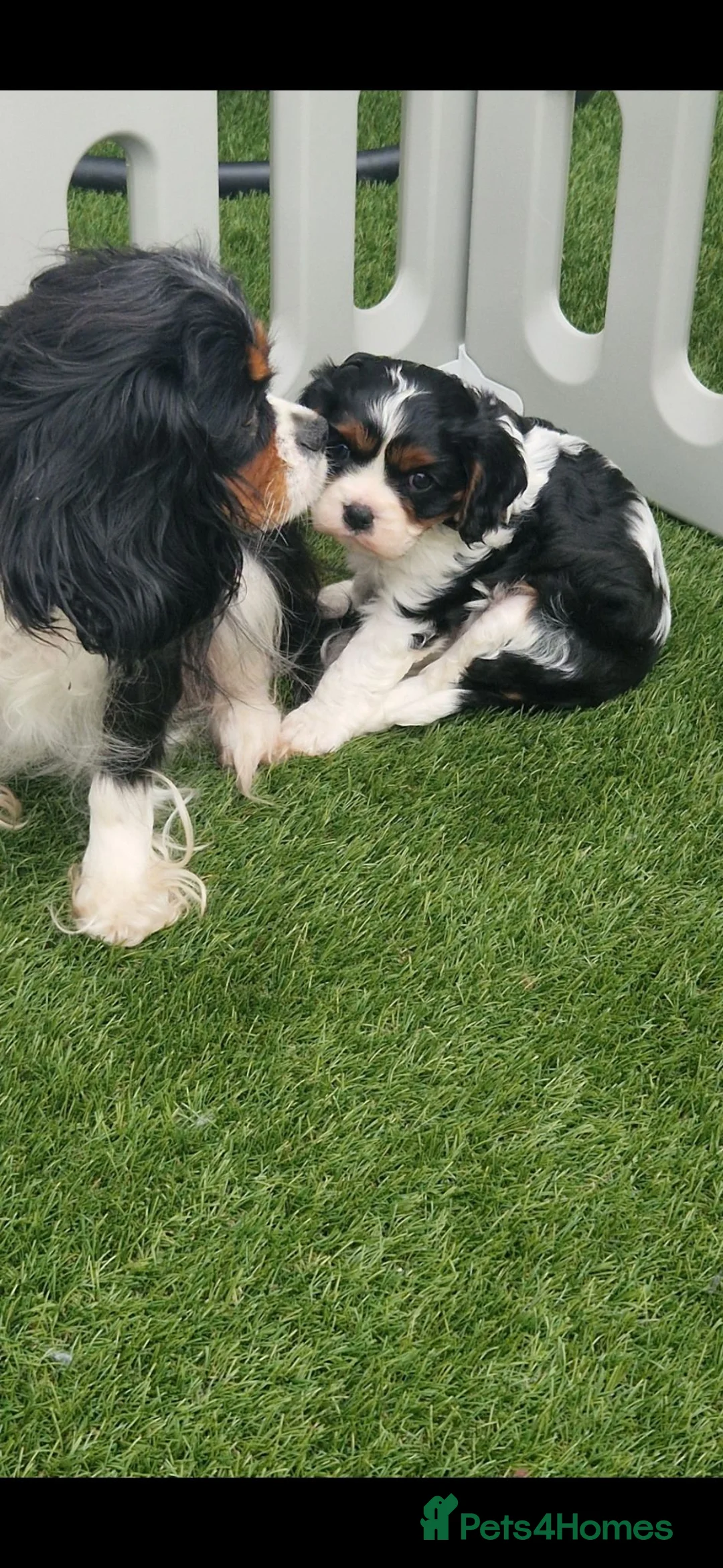 Cavalier King Charles Spaniel dogs for sale: KC Cavalier King Charlies boy! - Advert 2