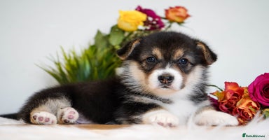 Welsh Corgi Pembroke dogs - Advert 2