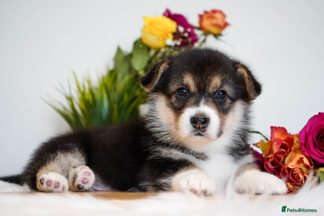 Welsh Corgi Pembroke dogs for sale: Welsh Corgi (Pembroke) - Image 20