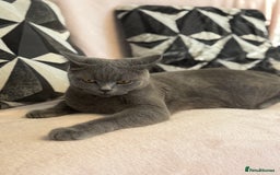 British Shorthair cats for sale: British short hair - Advert 1