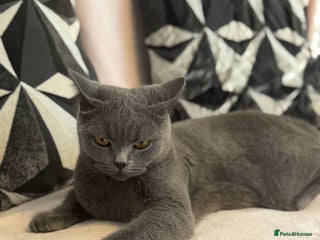 British Shorthair cats British short hair - Advert 1