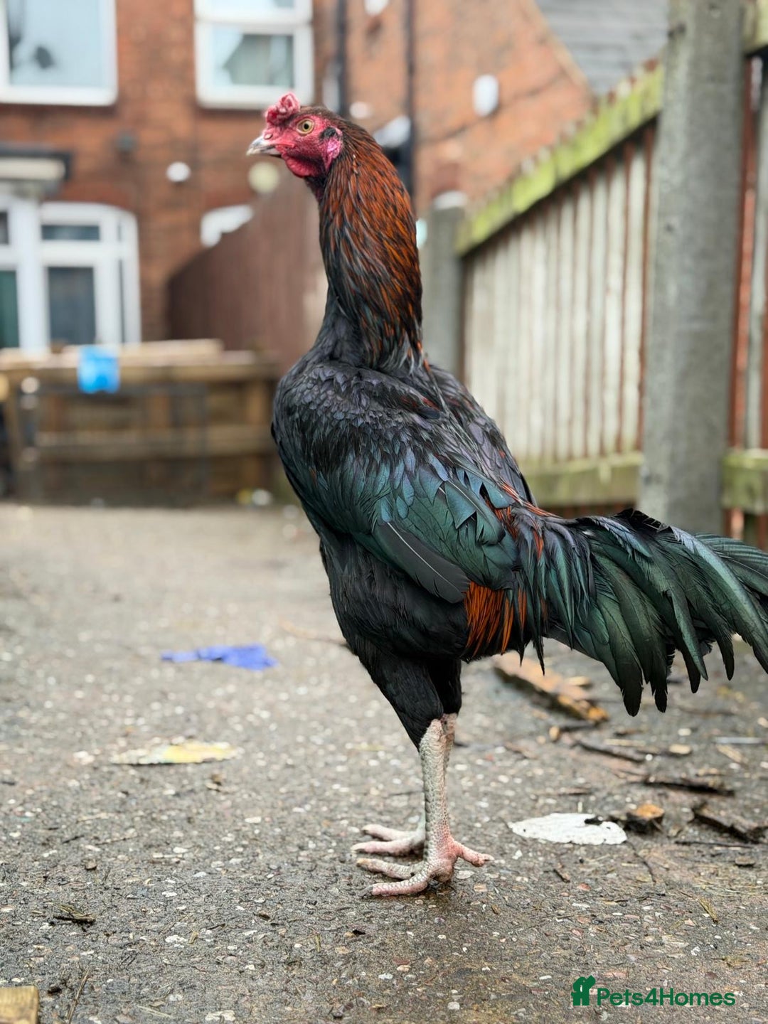 Cockatiels birds for sale: Pakistani aseel  - Advert 8