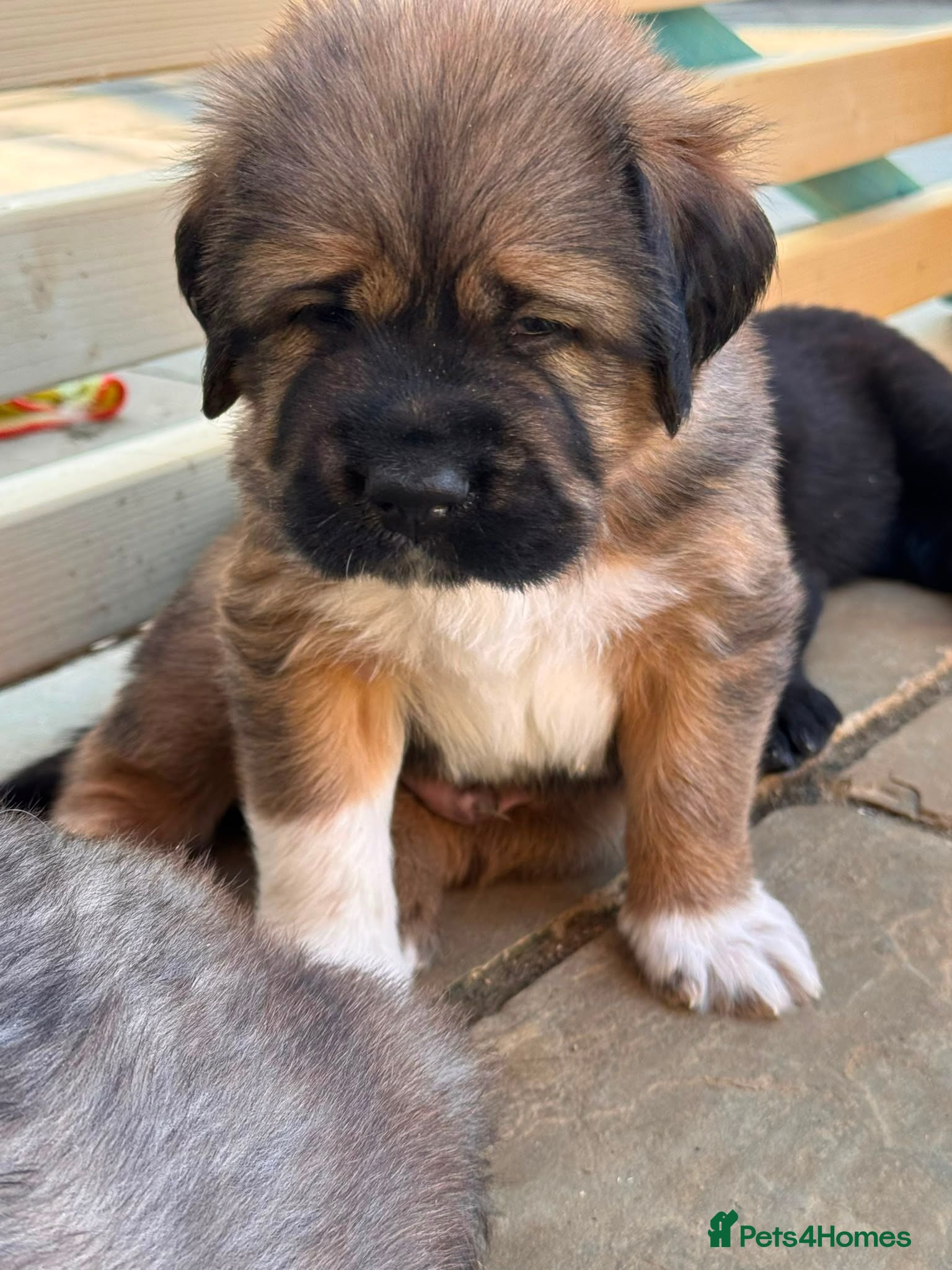 Mixed Breed dogs Viewings Open- Tibetan Saint Puppies 2nd Gen - Advert 2