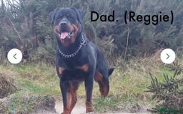 Mixed Breed dogs for sale: Rottweiler/cane corso puppies - Image 10