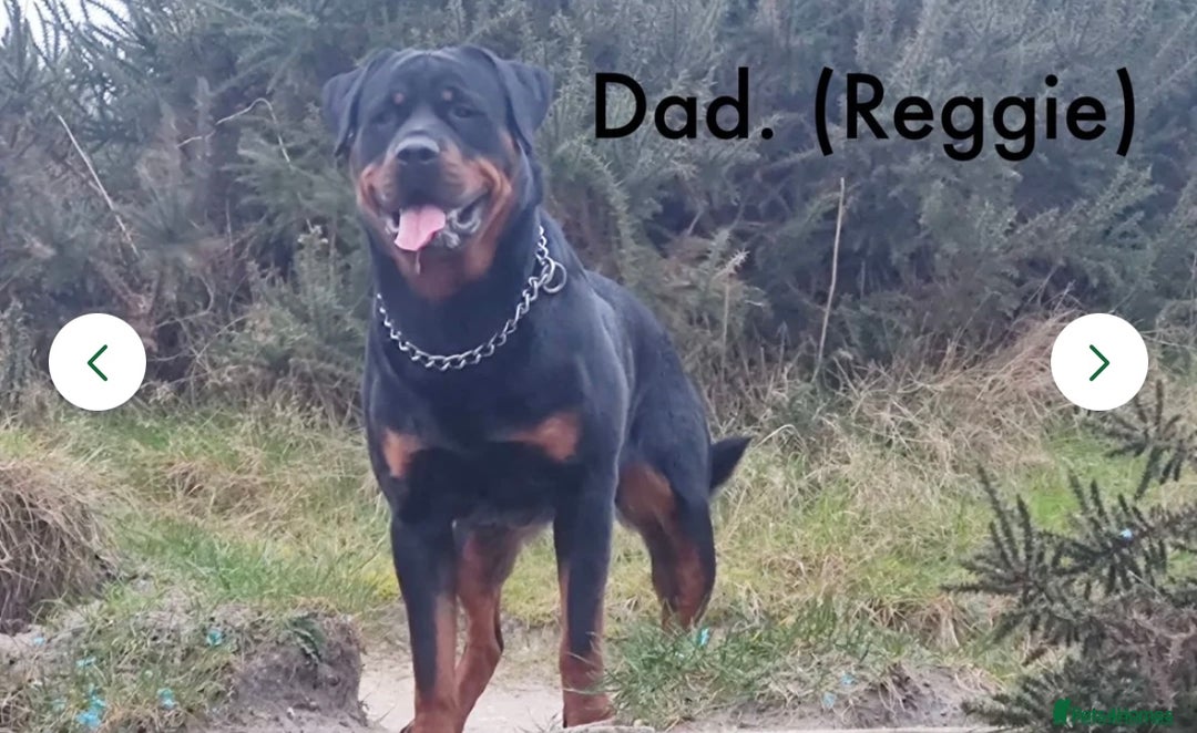 Mixed Breed dogs for sale: Rottweiler/cane corso puppies - Image 10