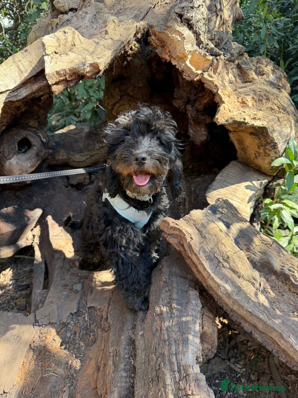 Cockapoo dogs 5-Month-Old Cockapoo  - Advert 7