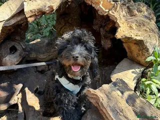 Cockapoo dogs 5-Month-Old Cockapoo - Advert 7