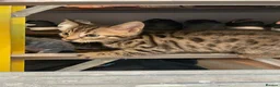 Bengal cats for sale: Bengal X READY NOW  - Advert 26