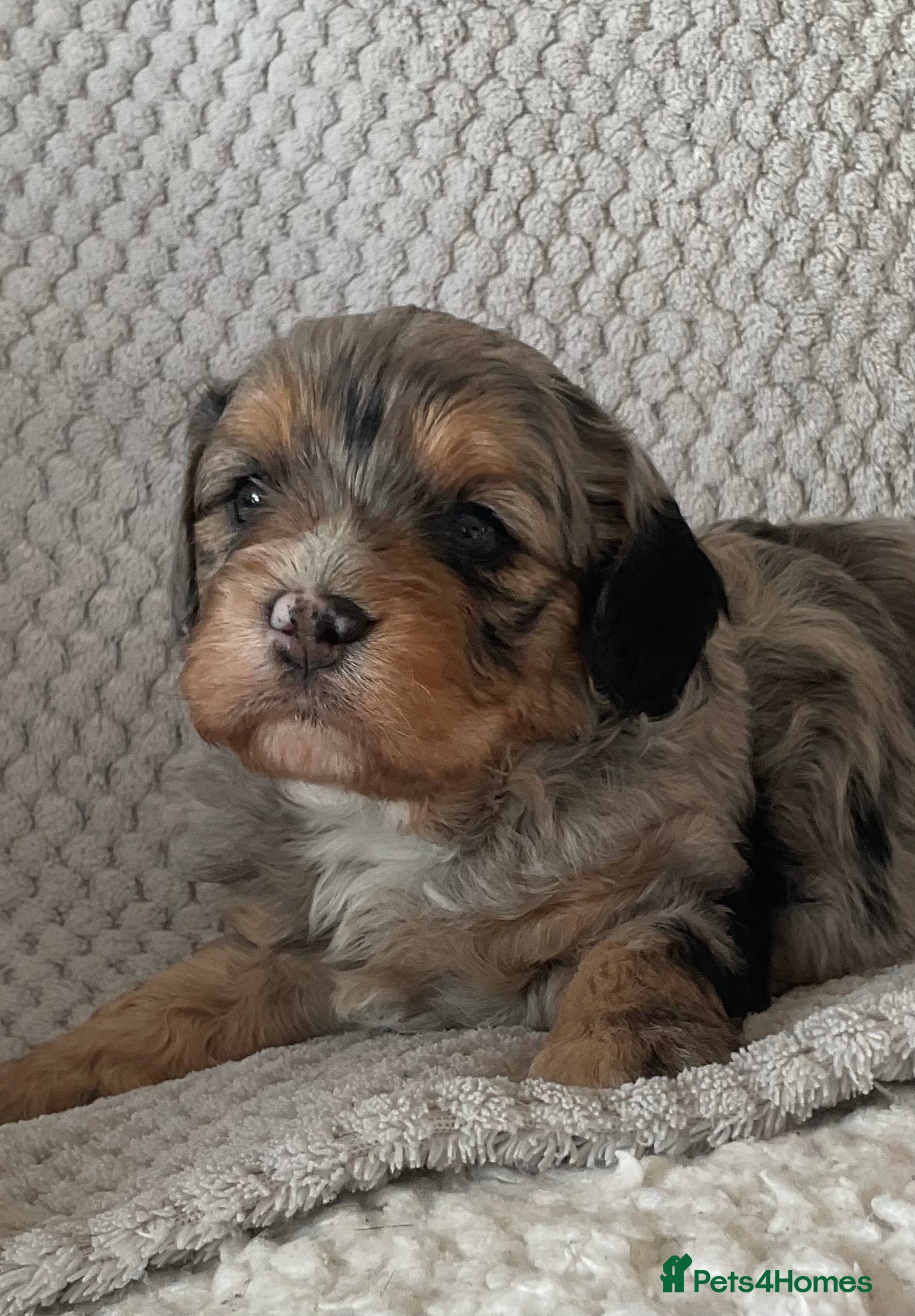 Cavapoo dogs Never been seen before 💙💖 - Advert 2