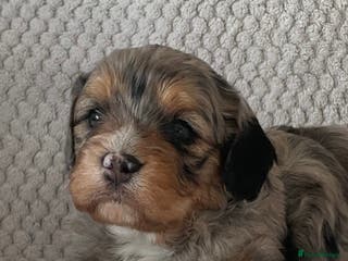 Cavapoo dogs Never been seen before 💙💖 - Advert 2