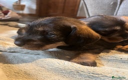 Dachshund dogs for sale: Kc Standard Wire Haired Dachshund Puppies - Image 21