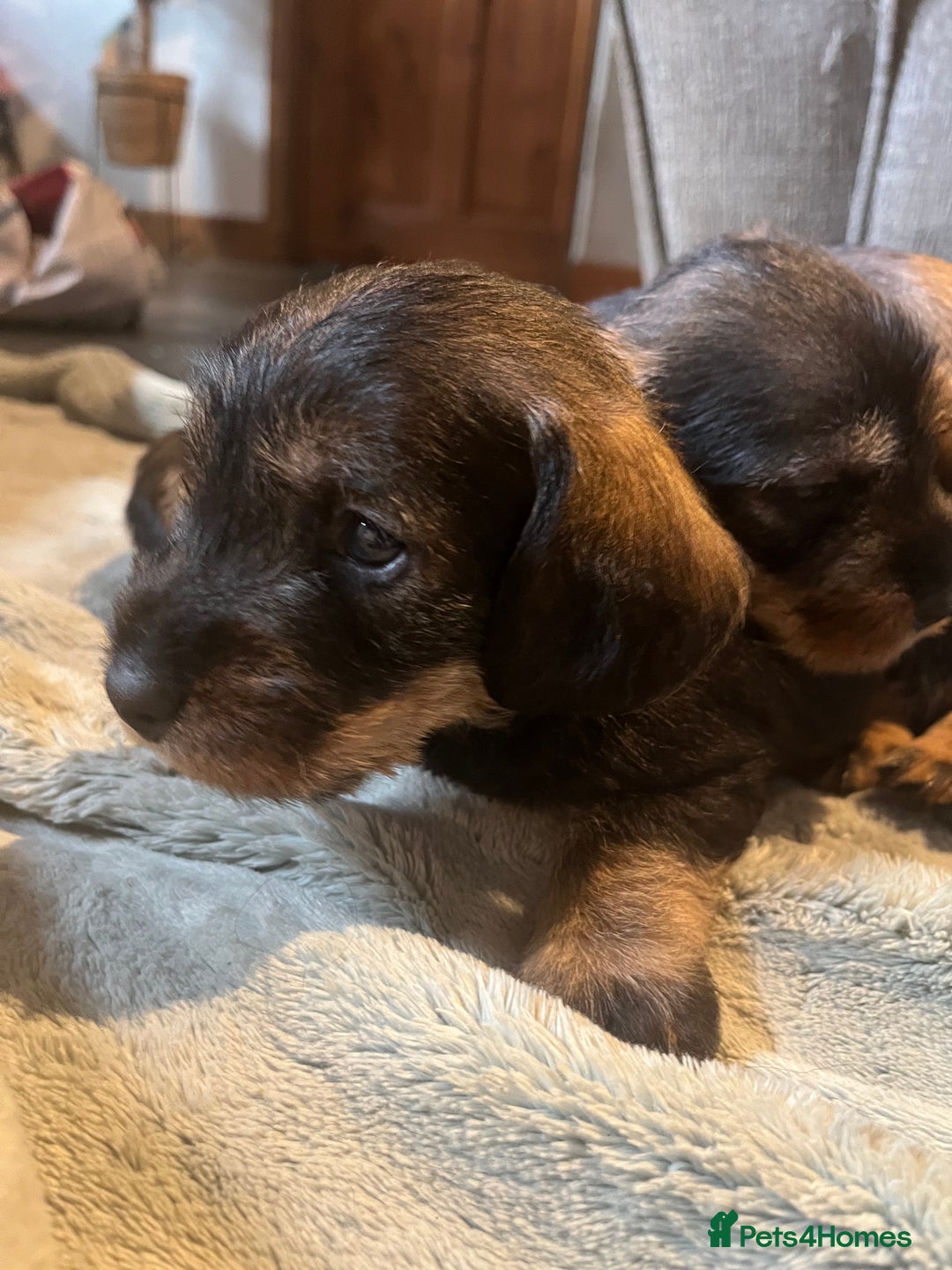 Dachshund dogs for sale: Kc Standard Wire Haired Dachshund Puppies - Image 21