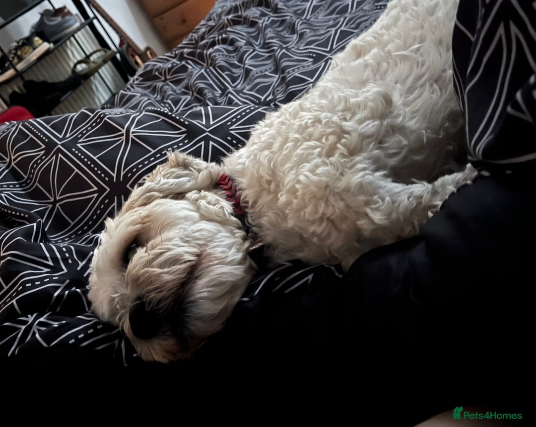 Shichon dogs for sale: Loveable (but problematic) 7 y/o boy  - Image 5