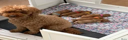 Miniature Poodle dogs for sale: Beautiful Miniature Poodle Puppies - Advert 11